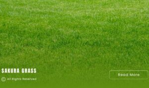 Promo Rumput Sintetis Jakarta