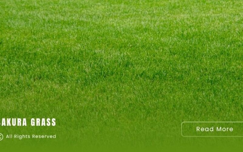 Promo Rumput Sintetis Jakarta